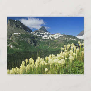Beargrass near Logan Pass in Gacier National Postcard