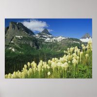 Beargrass near Logan Pass in Gacier National