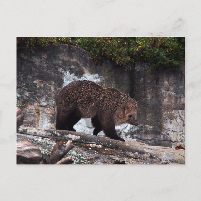 Bearhog postcard (Front)