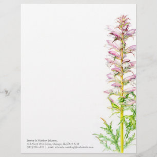 Bear's breech pink green watercolor art letterhead