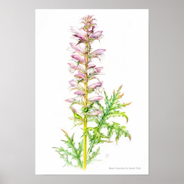 Bear's breeches Acanthus mollis watercolor art Poster (Front)