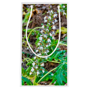 Bear's breeches small gift bag