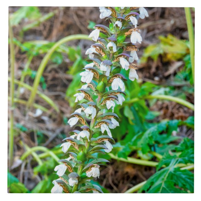 Bear's breeches tile (Front)