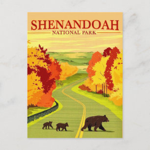 Bears in Shenandoah NP Postcard