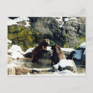 bears postcard