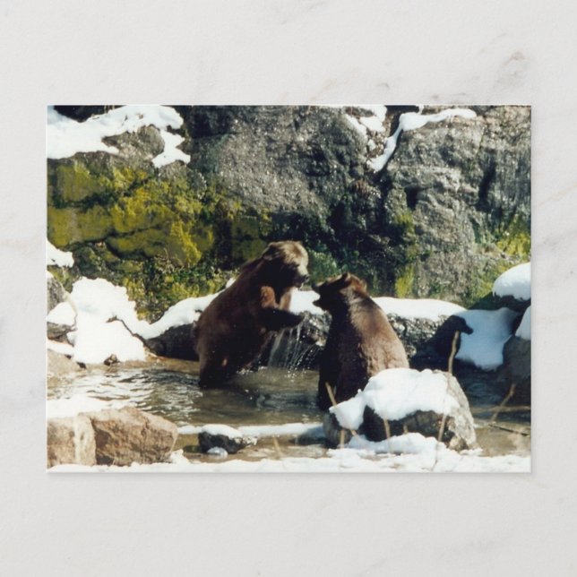 bears postcard (Front)