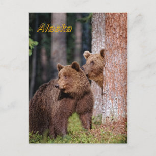 Bears Postcard
