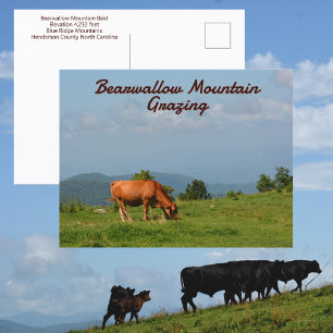 Bearwallow Mountain Cows Blue Ridge Mountains NC Postcard