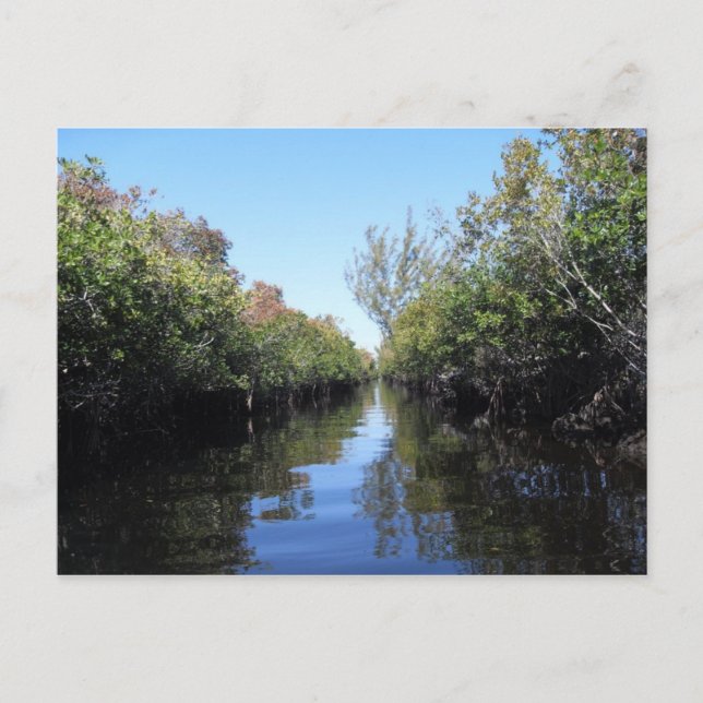 Beau Florida Everglades Postcard (Front)