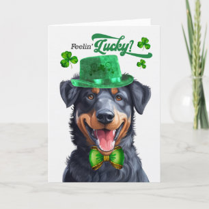 Beauceron Dog Feelin' Lucky St Patrick's Day Holiday Card