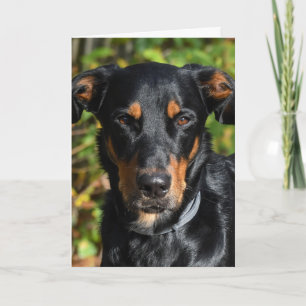 Beauceron Dog Portrait Card