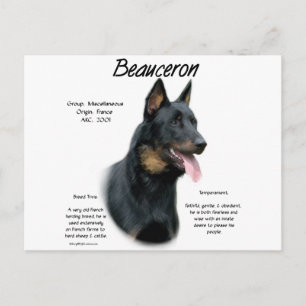 Beauceron History; All About Beaucerons Postcard
