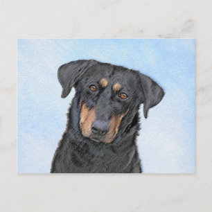 Beauceron Painting - Cute Original Dog Art Postcard