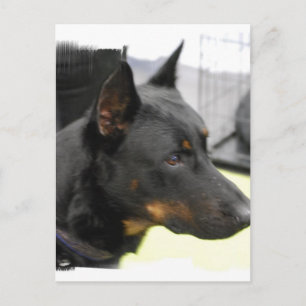Beauceron Postcard