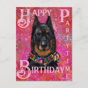 Beauceron postcard