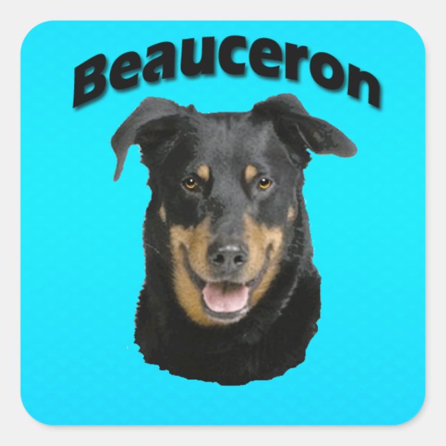 Beauceron Turquoise Square Sticker (Front)