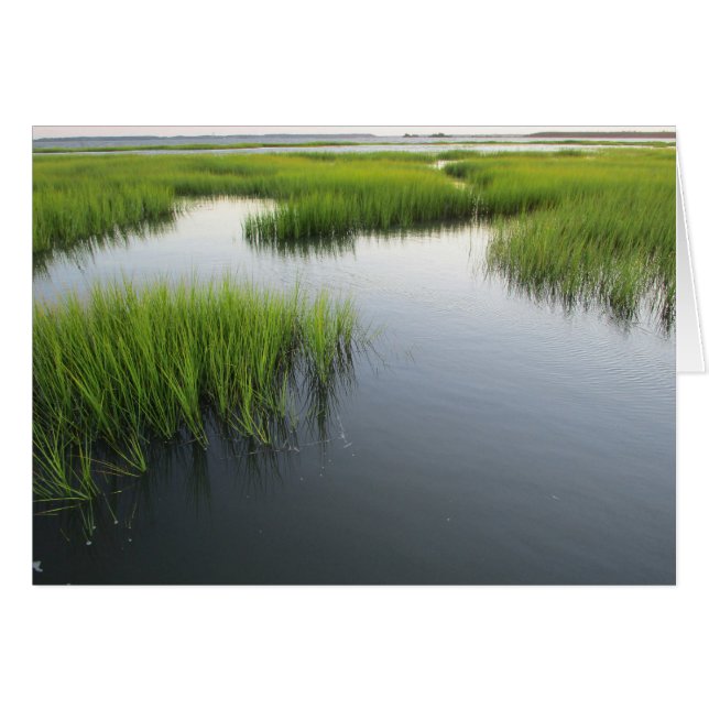 Beaufort's Backyard (Front Horizontal)