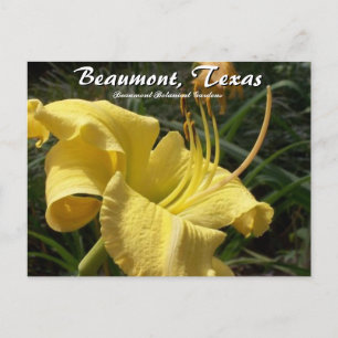 Beaumont, Texas Botanical Garden Day Lily Travel Postcard