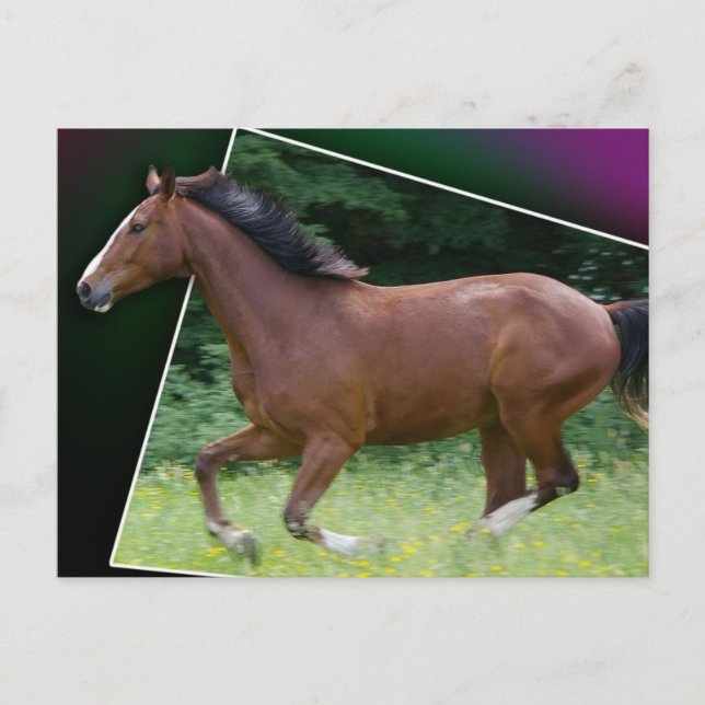 Beauteous Horse Postcard (Front)