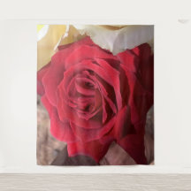 Beautiful Africa Red Rose 