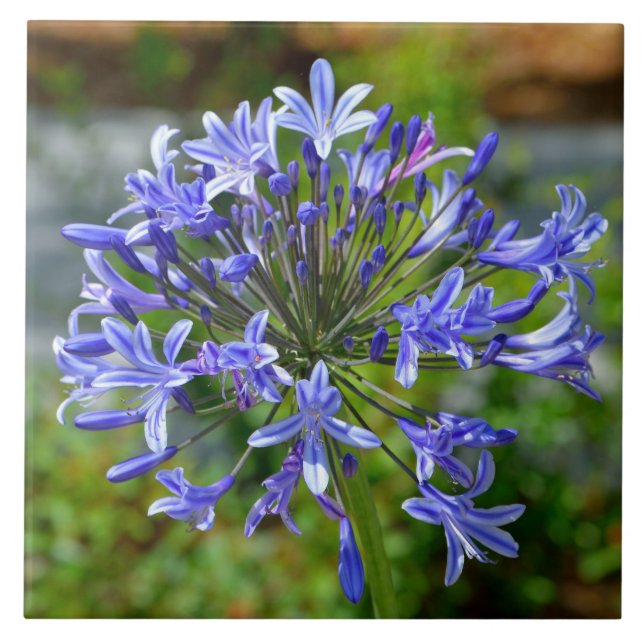 Beautiful African Lily Tile (Front)