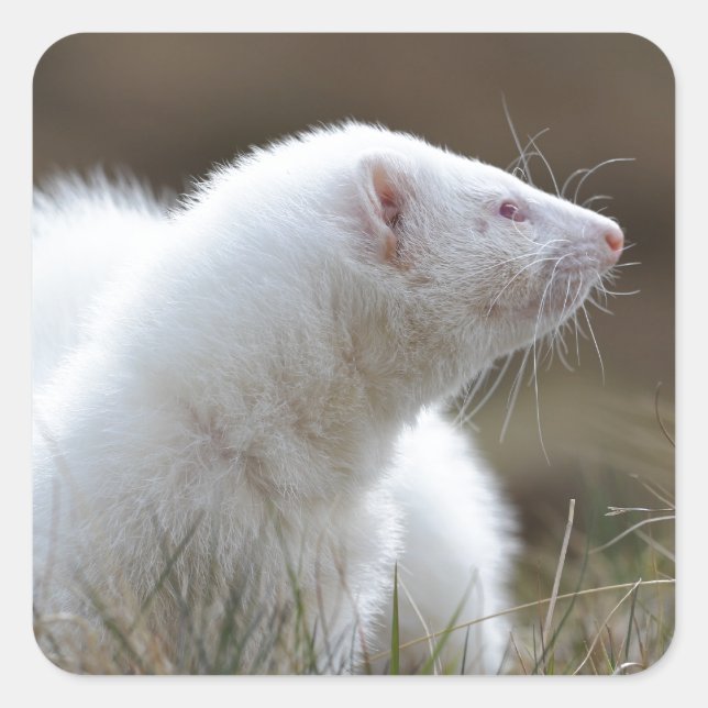 Beautiful Albino Ferret Square Sticker (Front)