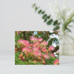Beautiful Albizia tree in flowers Postcard