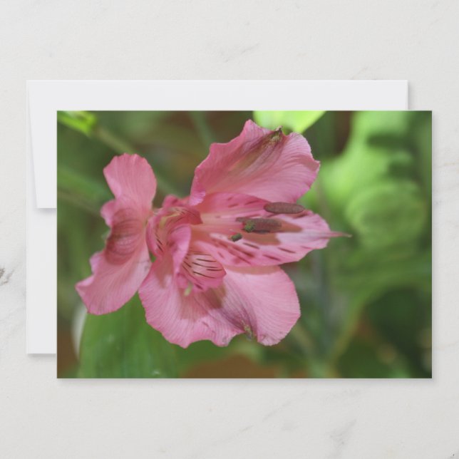 Beautiful Alstroemeria Flower Invitation (Front)