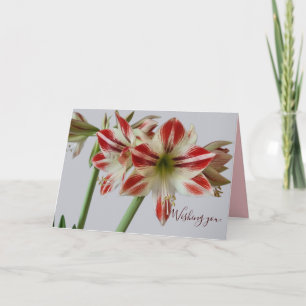 Beautiful Amaryllis flower & custum text birthday Card