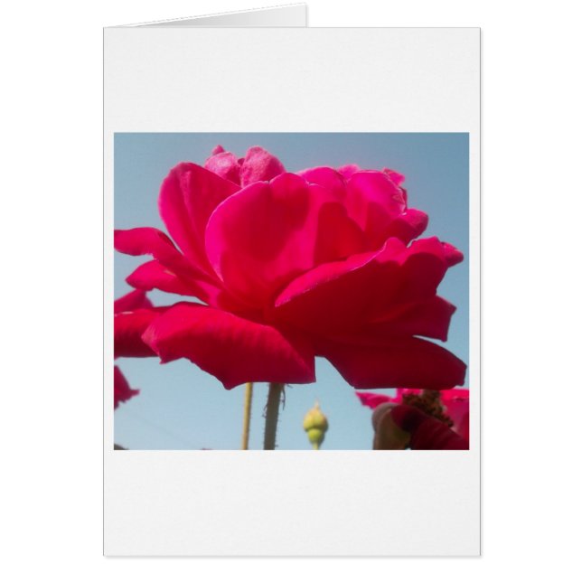 Beautiful Amazing Hakuna Matata Rose For the Bride (Front)