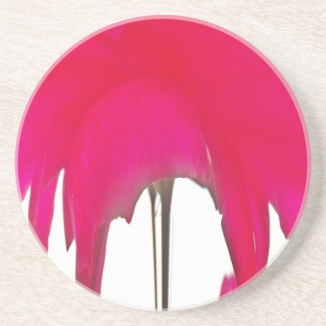 Beautiful amazing Red rose under the white sky Coaster (Front)