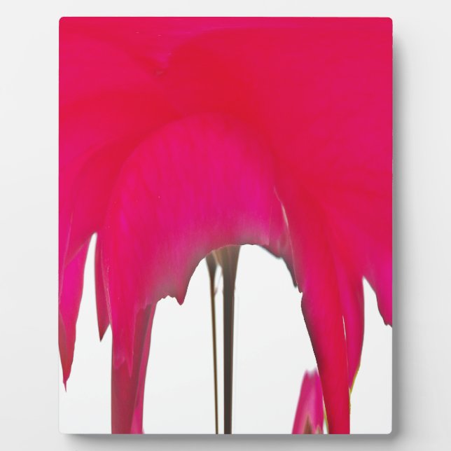 Beautiful amazing Red rose under the white sky Plaque (Front)