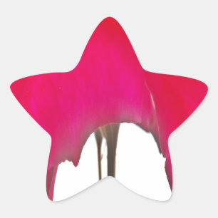 Beautiful amazing Red rose under the white sky Star Sticker