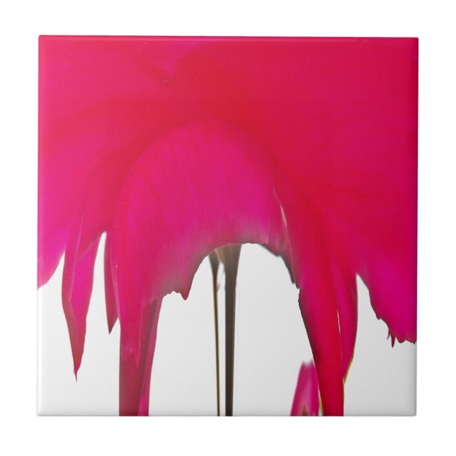 Beautiful amazing Red rose under the white sky Tile (Front)