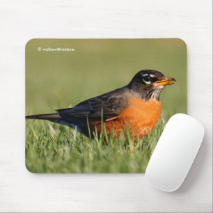 Beautiful American Robin in Winter Grass Mouse Mat