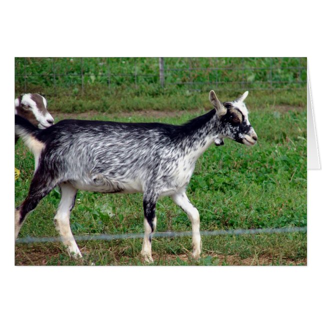 Beautiful Amish Goat Blank Inside Greeting Card (Front Horizontal)