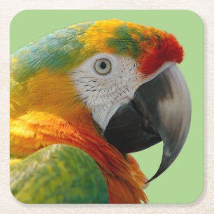 Beautiful and Colorful Macaw Parrot Square Paper Coaster