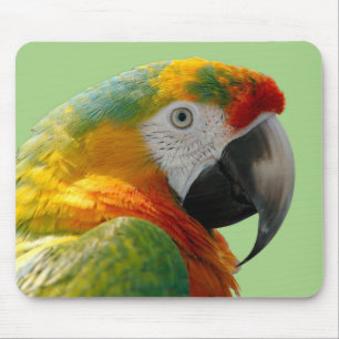 Beautiful and Colourful Macaw Parrot Mouse Mat