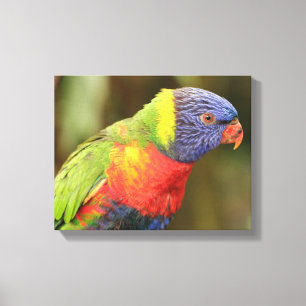 Beautiful and Colourful Parrot Canvas Print