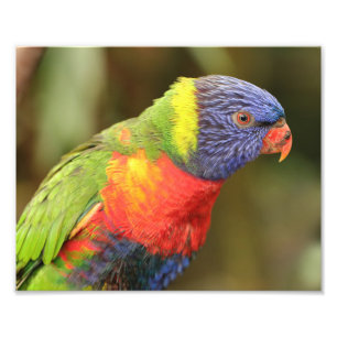 Beautiful and Colourful Parrot Photo Print