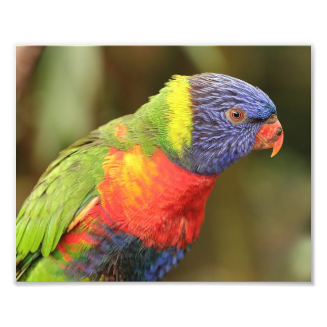 Beautiful and Colourful Parrot Photo Print (Front)