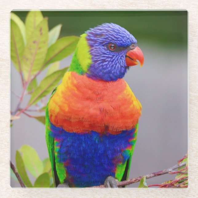 Beautiful and Colourful Rainbow Lorikeet Parrot Glass Coaster (Front)