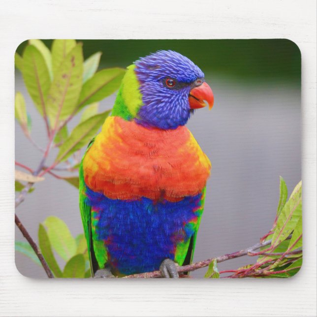 Beautiful and Colourful Rainbow Lorikeet Parrot Mouse Mat (Front)