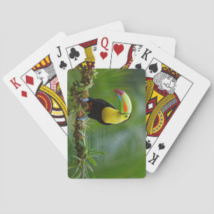 Beautiful and Colourful Tropical Toucan Bird Playing Cards