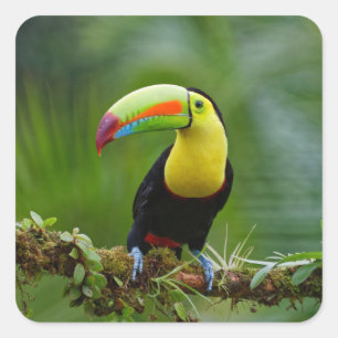 Beautiful and Colourful Tropical Toucan Bird Square Sticker