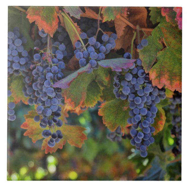 Beautiful and Colourful Vineyard Art Tile (Front)