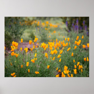 beautiful and fragrant wildflowers growing in tucs poster