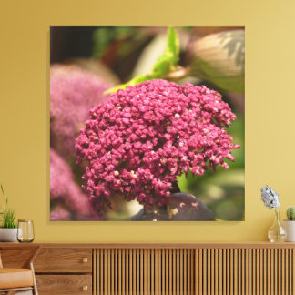 Beautiful Angelica Flower  Canvas Print