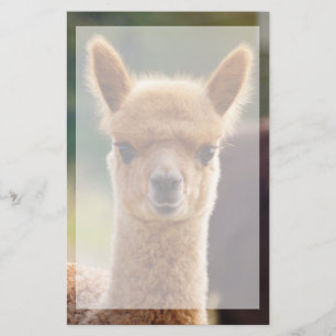 Beautiful Animal Alpaca Stationery