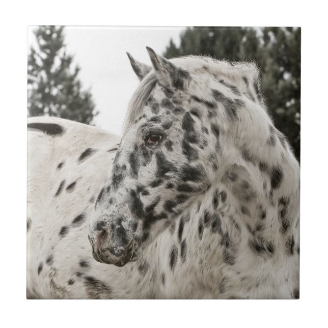 Beautiful Appaloosa Horse Tile (Front)